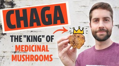 Why Chaga Is The "King" Of Medicinal Mushrooms (Inonotus obliquus) 10 1680456548 maxresdefault