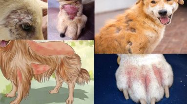 5 Common Dog Skin Problems: Hair Loss, Hot Spots and Dandruff, Allergic Dermatitis, Itching 2 1680518816 maxresdefault