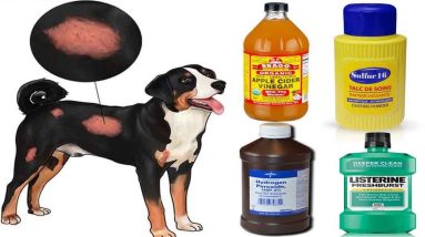 How to Treat Mange in Dogs: Kill the Infection with 6 Home Remedies (All-Natural Treatments) BUY NOW 14 1680682821 maxresdefault