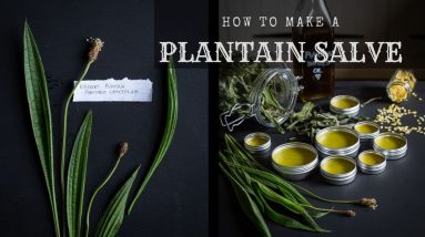 Plantain Salve - How to make it, and why you'd want to 16 1680709820 maxresdefault