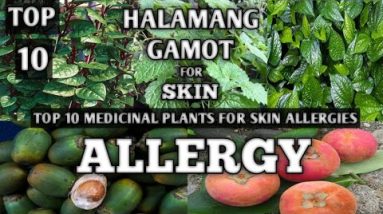 TOP 10 HALAMANG GAMOT SA MGA SKIN ALLERGY || NATURAL AND HOME REMEDIES FOR SKIN ALLERGIES || NATURER 6 1681103063 hqdefault