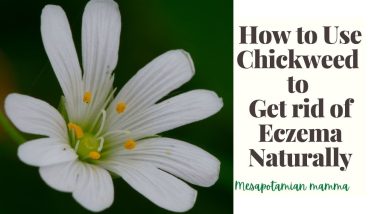 How to Use Chickweed to Get rid of Eczema Naturally 14 1681241607 maxresdefault