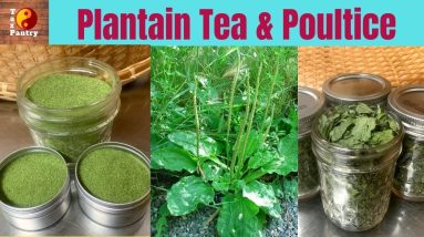 Plantain Tea & Poultice Healing Herb in Your Backyard 2 1681274501 maxresdefault