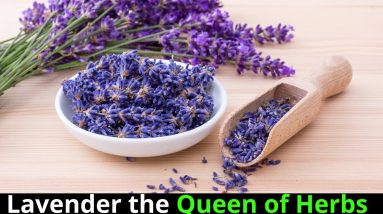 ✅Lavender the Queen of Herbs ||Essential Medicinal Herbs 20 1681306583 maxresdefault