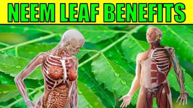 8 Impressive Health Benefits & Medicinal Uses of Neem Leaf 20 1681344439 maxresdefault