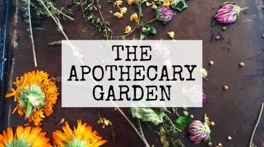 Old-Fashioned Herbal Wisdom - 6 Medicinal Plants to Grow in the Garden 4 1682078185 maxresdefault