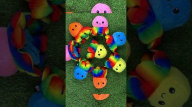 Dvipusis Aštuonkojis "Octopus-Rainbow" 2 1682228024 maxresdefault