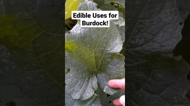 1682417836 maxresdefault