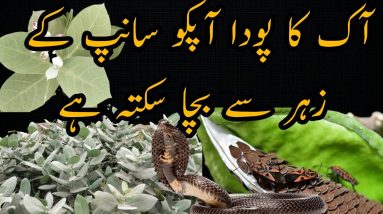 1682452757 maxresdefault