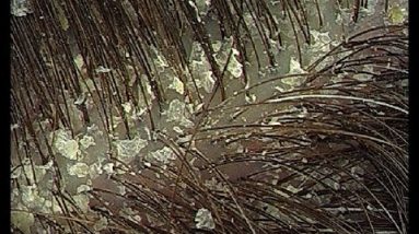 1682590945 hqdefault