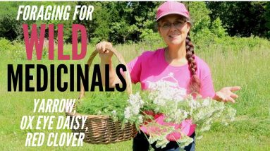 Mid-Spring Foraging for Medicinals!!! WILD Yarrow, Ox Eye Daisy, and Red Clover 12 1684612453 maxresdefault