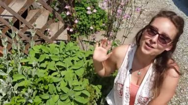 Grow Medicinal and Edible Herbs in Your Garden - Medicinal Plants Introduction (Herb Garden TOUR) 10 1686926795 maxresdefault