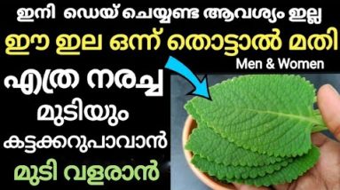 (ഇനി ഡെയ് വേണ്ട )നമ്മടെ എലാവരുടെയും വീട്ടിൽ കിട്ടുന്ന ഈ (ഇല) മതി എത്ര (നരച്ച) മുടിയും കട്ടക്കറുപാവാൻ 2 1687198994 hqdefault