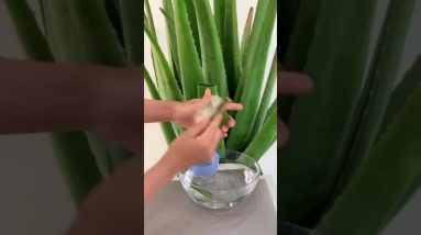 Aloe Vera mask for dry and damaged Hair 16 1687210035 maxresdefault