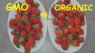 Real vs Fake Strawberries. How to spot organic Strawberries from GMO ones 14 1687360844 hqdefault