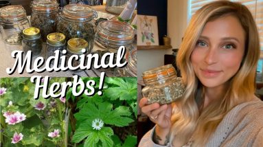 Medicinal Herbs to Have in your Prepper Pantry | Herbal Medicine | Mountain Momma Living 18 1689493658 maxresdefault