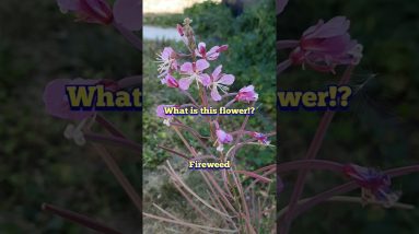 What Is This Weed!? - Fireweed ID, Uses, and More! #foraging #edibleflowers #medicinal #garden 18 1690032121 maxresdefault