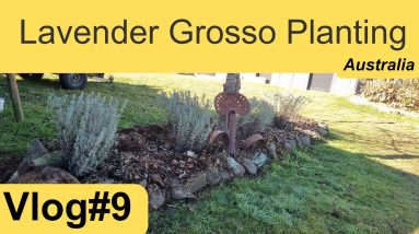 Vlog#9 Lavender. off grid & sustainable living, regenerative. Australia. Tips on lavender planting 14 1691088804 maxresdefault