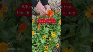 #shorts How To Make Calendula Cream 8 1691928751 maxresdefault