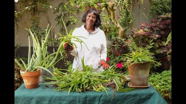 Aloe Vera - Unlocking and Mastering Aloe Vera Propagation Using its Baby Plants known as '"Pups" ! 14 1693511315 maxresdefault