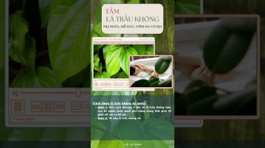 Tắm nước lá trầu không trị ngứa, mề đay, viêm da cơ địa #shorts 2 1694709053 maxresdefault