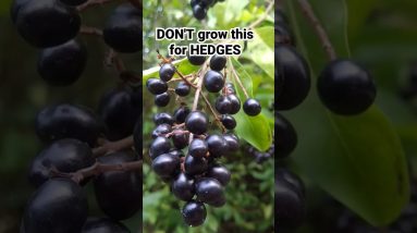 DANGEROUS garden hedge #forage #foraging #hedges #garden #berries #petsafety #petsafe #childsafety 8 1696724676 maxresdefault