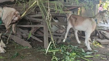 PART 11 Goat Eczema Treatment। Murraha Kricie & Goat Meeting June 10 1699369083 maxresdefault