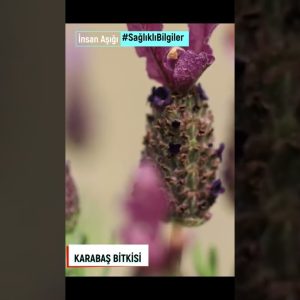 1765518529 maxresdefault