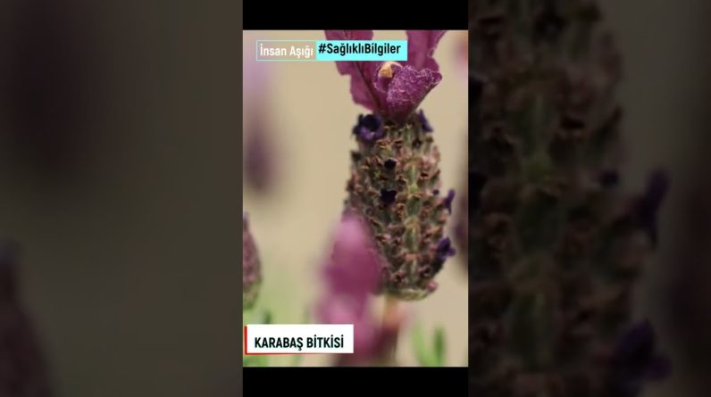 1765518529 maxresdefault