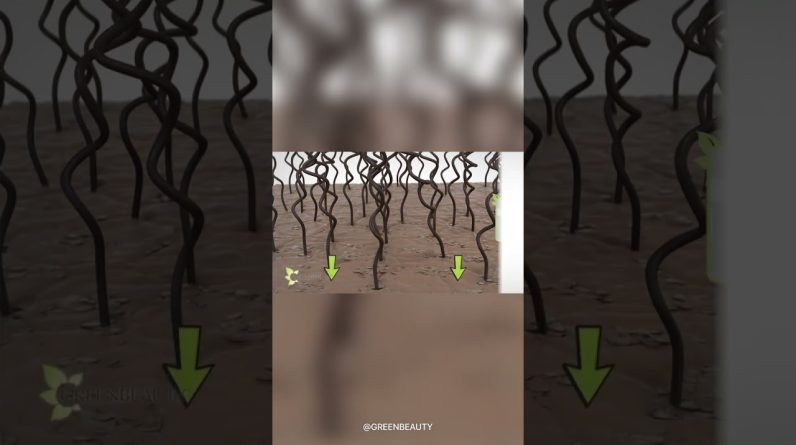 1765551463 maxresdefault