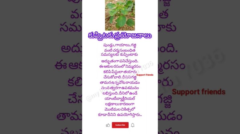 1766306146 maxresdefault