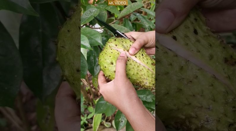 1766377971 maxresdefault