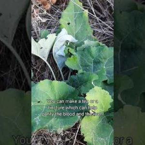 1766425555 hqdefault