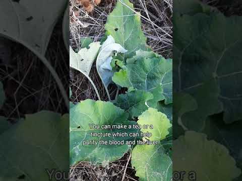 1766425555 hqdefault