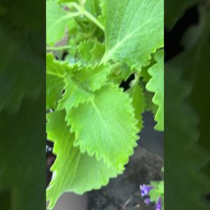 1766499005 maxresdefault