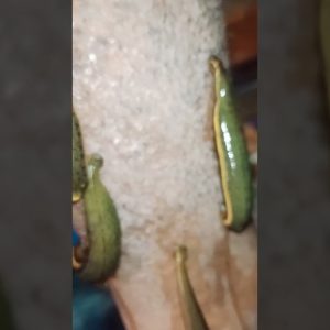 1767282882 maxresdefault