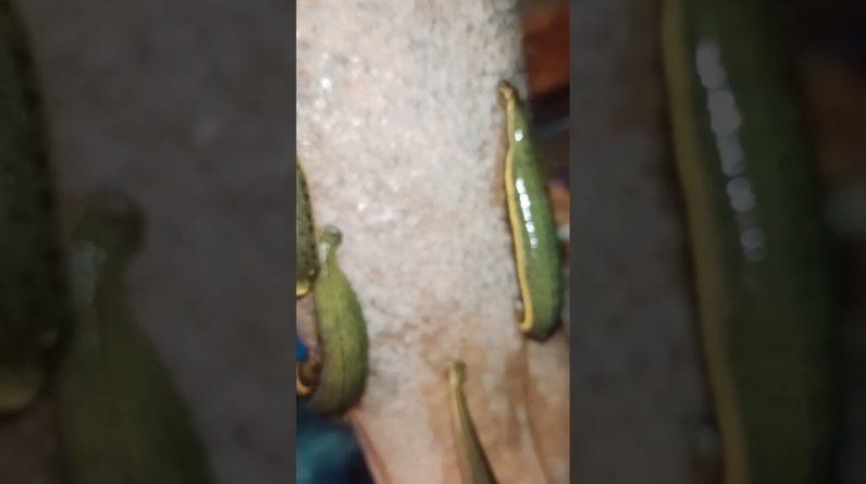 1767282882 maxresdefault