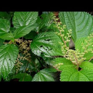 1767993393 hqdefault