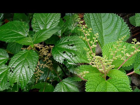 1767993393 hqdefault