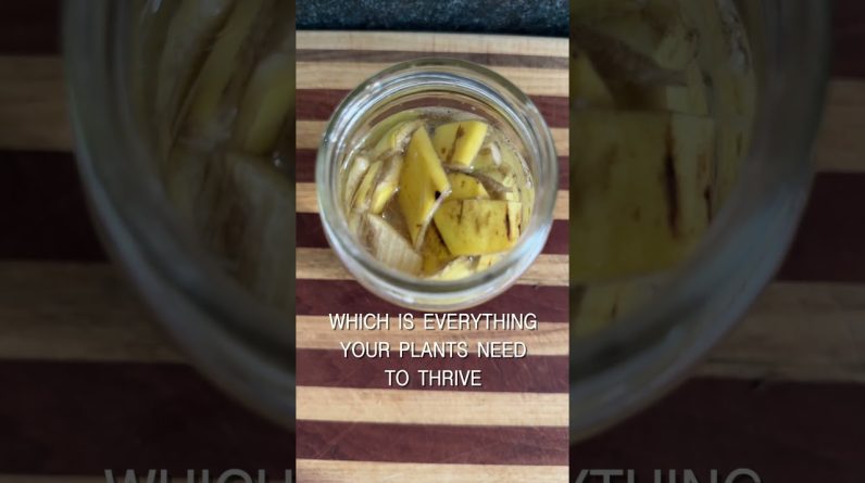 1768557611 maxresdefault