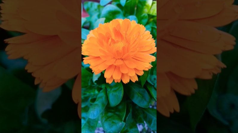 1769890544 maxresdefault