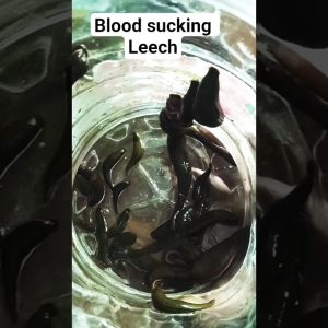 1772214404 maxresdefault