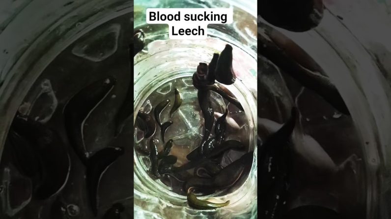 1772214404 maxresdefault