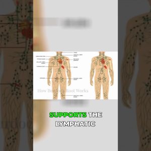 1772649663 maxresdefault