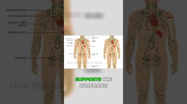 1772649663 maxresdefault